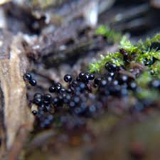 Attēlu rezultāti vaicājumam “Metatrichia floriformis stalked”