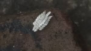 Attēlu rezultāti vaicājumam “Orthezia urticae”