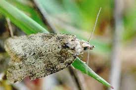 Attēlu rezultāti vaicājumam “Capua vulgana”