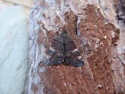 Attēlu rezultāti vaicājumam “Archiearis parthenias”