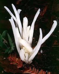 Attēlu rezultāti vaicājumam “Clavaria sphagnicola”