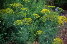 Attēlu rezultāti vaicājumam “Anethum graveolens flower”