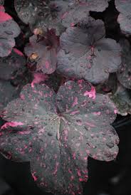 Image result for Heuchera `Midnight Rose`