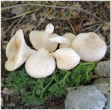 Attēlu rezultāti vaicājumam “Pleurococcus vulgaris”