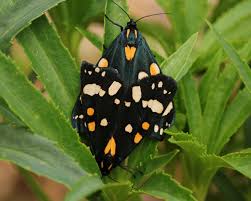 Attēlu rezultāti vaicājumam “Callimorpha dominula”
