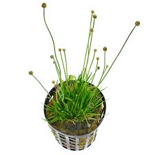 Attēlu rezultāti vaicājumam “Diderma cinereum”