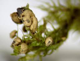 Attēlu rezultāti vaicājumam “Diderma ochraceum macro”