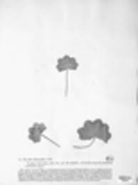 Attēlu rezultāti vaicājumam “Trachyspora intrusa”