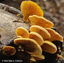 Attēlu rezultāti vaicājumam “Phyllotopsis nidulans”