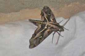 Attēlu rezultāti vaicājumam “Hemerobius perelegans”