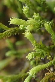 Attēlu rezultāti vaicājumam “Hedwigia ciliata”