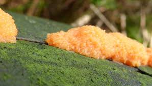 Attēlu rezultāti vaicājumam “Tubifera ferruginosa (subsp. ferruginosa) macro”