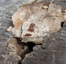 Attēlu rezultāti vaicājumam “Typhula setipes”