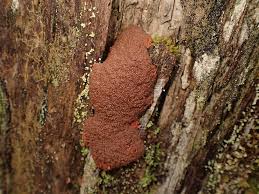 Attēlu rezultāti vaicājumam “Tubifera montana”