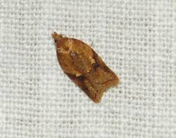 Attēlu rezultāti vaicājumam “Agonopterix hypericella imago”