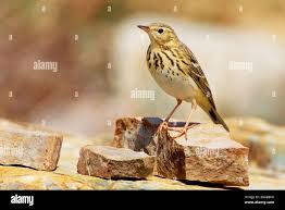 Attēlu rezultāti vaicājumam “Anthus trivialis”