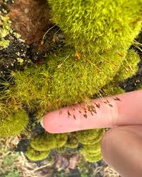 Attēlu rezultāti vaicājumam “Tortula muralis”