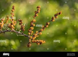 Attēlu rezultāti vaicājumam “Hippophae rhamnoides female flower”