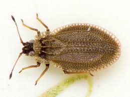 Attēlu rezultāti vaicājumam “Acalypta carinata”