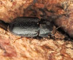 Attēlu rezultāti vaicājumam “Ancylis apicella”