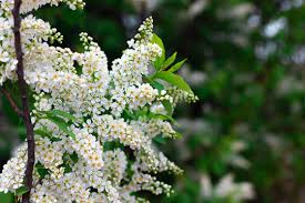 Attēlu rezultāti vaicājumam “Padus avium”