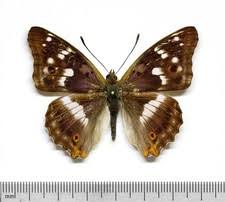 Attēlu rezultāti vaicājumam “Apatura ilia”