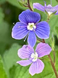 Image result for Veronica chamaedrys