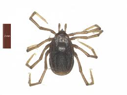 Attēlu rezultāti vaicājumam “Ixodes female”