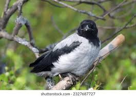 Attēlu rezultāti vaicājumam “Corvus cornix adult”