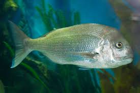 Image result for Pagrus auratus