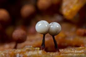 Attēlu rezultāti vaicājumam “Cribraria rufa”