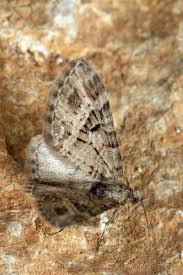 Attēlu rezultāti vaicājumam “Eupithecia exiguata”