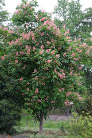 Attēlu rezultāti vaicājumam “Aesculus x hybrida flower”