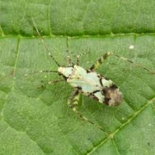 Attēlu rezultāti vaicājumam “Phytocoris tiliae imago”