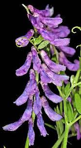Attēlu rezultāti vaicājumam “Vicia cracca leaf”