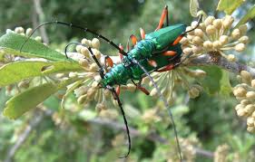 Attēlu rezultāti vaicājumam “Lycogala botrydium sessile”