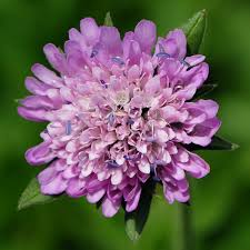 Image result for Knautia dipsacifolia