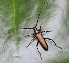 Attēlu rezultāti vaicājumam “Aromia moschata”