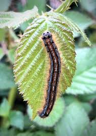 Attēlu rezultāti vaicājumam “Malacosoma neustria larva”