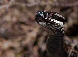 Attēlu rezultāti vaicājumam “Vipera berus adult”