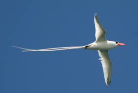 Image result for Phaethon aethereus