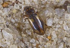 Attēlu rezultāti vaicājumam “Acupalpus flavicollis”