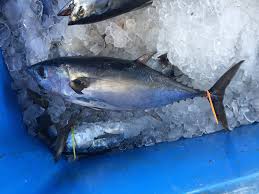 Image result for Thunnus atlanticus