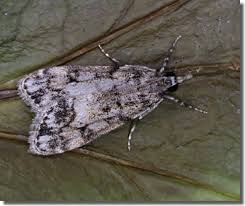 Attēlu rezultāti vaicājumam “Eudonia lacustrata”