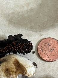 Attēlu rezultāti vaicājumam “Leocarpus fragilis var. bisporus spores”