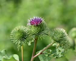 Attēlu rezultāti vaicājumam “Arctium lappa leaf”