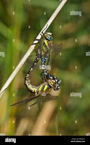 Attēlu rezultāti vaicājumam “Aeshna mixta male”