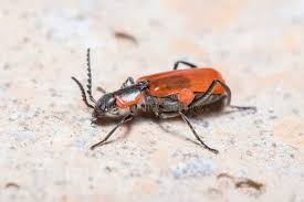 Attēlu rezultāti vaicājumam “Anthocomus rufus”