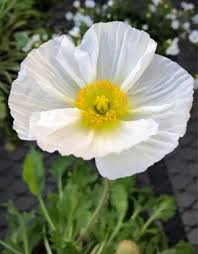 Image result for Alpenmohn