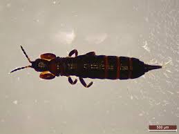 Attēlu rezultāti vaicājumam “Thysanoptera”